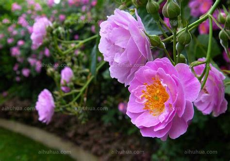 夏天開的花有哪些 陈 五行